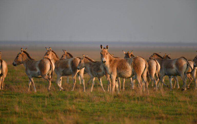 асканія нова